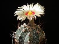 Thumbnail of 1687_Astrophytum Hybride_20150730_02(1).JPG